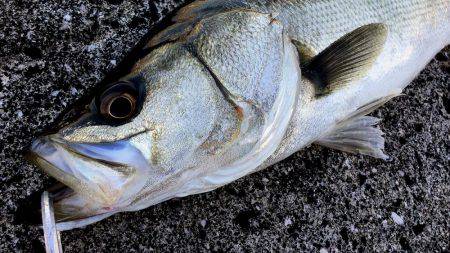 初神戸４防　復活ステラ　4本